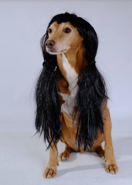 güzel köpek Studio