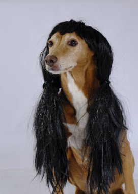 Gri arka planda siyah peruklu şirin bir köpek.