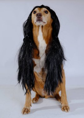 Güzel bir köpeğin portresi.