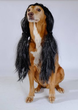 Stüdyoda beyaz arka planda güzel bir köpek