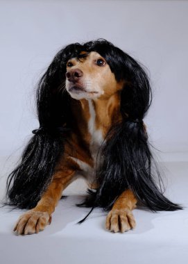 Siyah arka planı olan bir köpek.