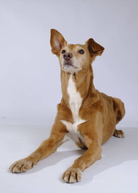 Beyaz arka planda kırmızı ve beyaz melez köpek.