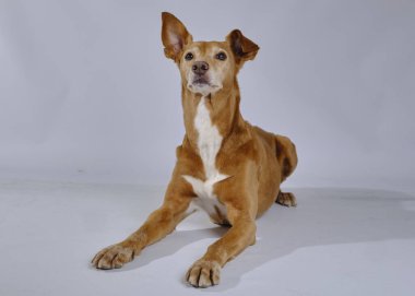 Gri arka planda kırmızı doberman pinscher