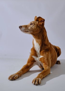 Beyaz arka planda sevimli beyaz bir teriyerin stüdyo fotoğrafları.