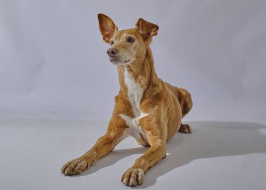 Sevimli kırmızı bir köpeğin portresi.