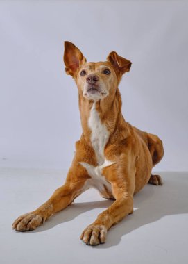 Stüdyodaki köpek. Beyaz arka planda Jack Russell Terrier