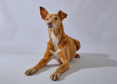 Gri arka planda kahverengi ve beyaz sevimli bir köpeğin stüdyo çekimi..