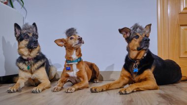 Üç sevimli köpek yerde yatıyor.