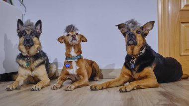 Alman çoban köpekleri odada yerde oturuyor.