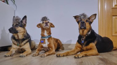 Odada üç köpek var.