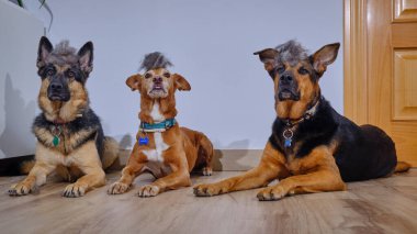 Almanca köpek ile işaretçi kısaltması.