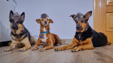 Üç Alman köpeği yerde oturuyor.