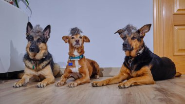 Farklı cinsten köpekler, doberman ve çoban cinsi, doberman, dodododozer, çoban ve doberman..