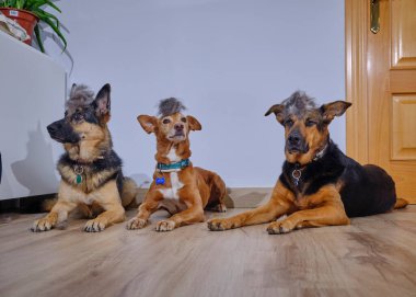 Bir grup köpek evde oturuyor..