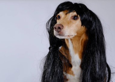 Şirin bir köpeğin portresi.