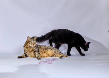 Beyaz arka plandaki kedi