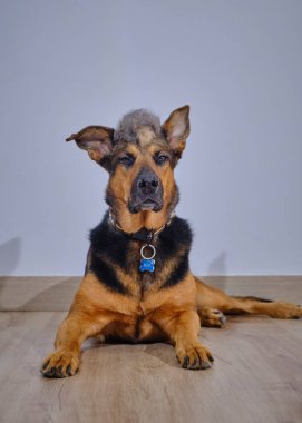 Beyaz arka planda tasması olan Alman çoban köpeği.