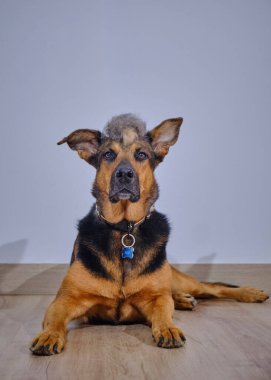 Yerde yatan sevimli melez bir köpeğin portresi.