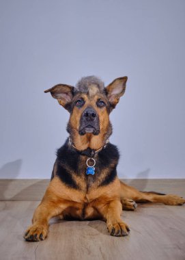 Köpek bir odada yerde yatıyor.