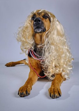 Beyaz arka planda kırmızı elbiseli köpek portresi. yüksek kaliteli fotoğraf