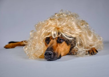 İngiliz cocker spaniel köpeğinin portresi