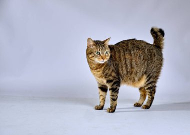 Renkli arka planda tekir kedi, stüdyo fotoğrafı.