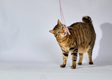 Beyaz arka planda kırmızı gözlü şirin bir kedi.