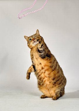 Kocaman gözleri olan sevimli bir kedi.