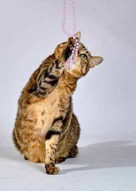 Renkli iplikli bir kedi