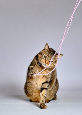 Pembe gözlü sevimli kedi.