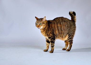 Gri arka planda sarı gözlü yetişkin bir kedinin portresi.