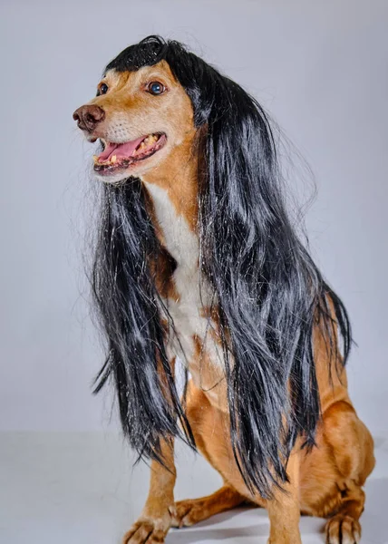 Gri arka planda siyah saçlı yaşlı bir köpeğin köpeği.