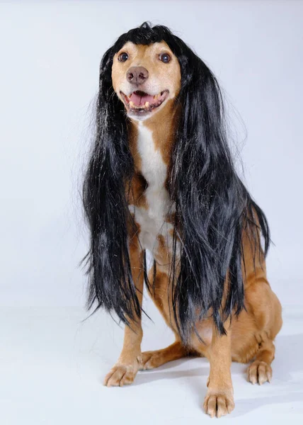 Köpek gibi giyinmiş, peruklu.