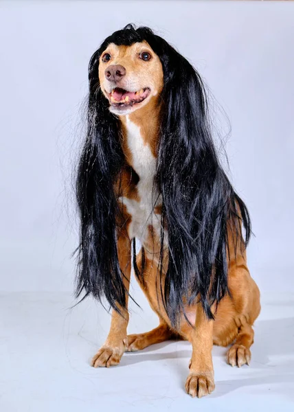 Siyah saçlı siyah köpek.