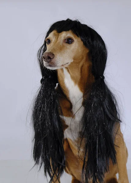 Gri arka planda siyah peruklu şirin bir köpek.