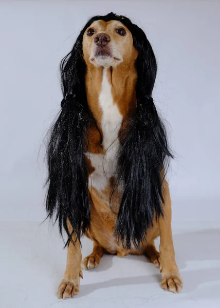 Güzel bir köpeğin portresi.