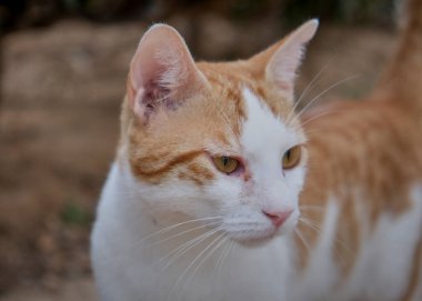 Beyaz benekli kırmızı kedi ve sarı gözler. Kapat - kapat.