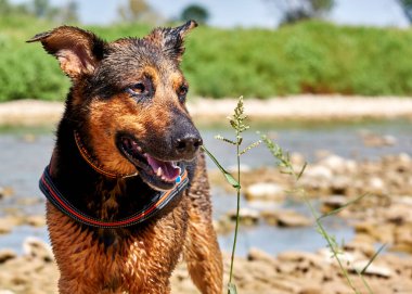 Gölde siyah bir Alman çoban köpeğinin portresi.