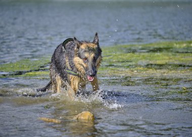 suda çalışan Alman çoban köpeği