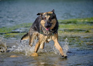 Alman çoban köpeği iş başında.