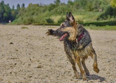 Alman çoban köpeği kumsalda