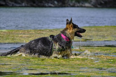 Şirin bir köpeğin portresi.