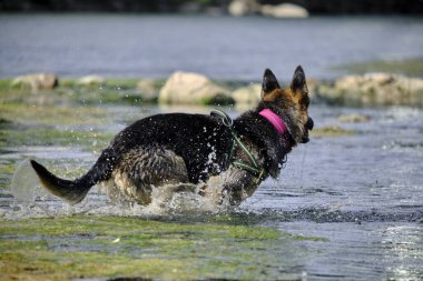 Köpek suyun üzerinde koşuyor.