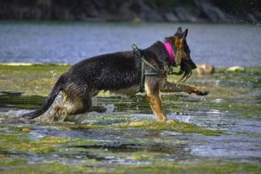 köpek gölde oynuyor.