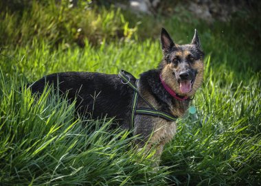 Güzel bir köpeğin portresi.