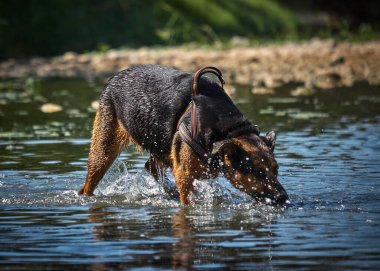 Siyah bir köpek suyla yüzüyor.