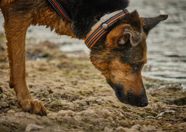 Alman çoban köpeği parkta.