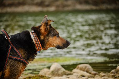 Siyah yakalı bir köpek kıyıda duruyor.