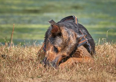 Alman çoban köpeği yazın çimlerin üzerinde