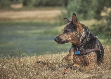 Doğada bir Amerikan çoban köpeği portresi